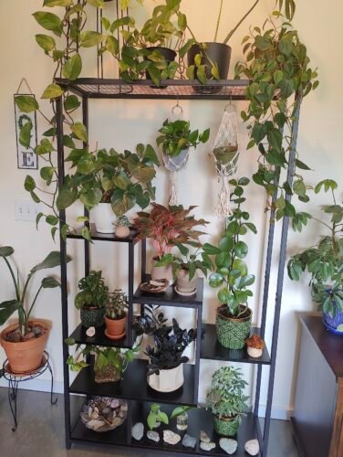 70.9" Plant Stand, Large Flower Bonsai Shelf with 6 S Hanging Hooks photo review